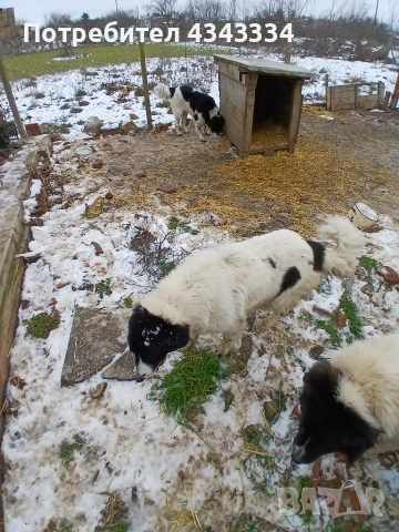 Българско овчарско куче, снимка 6 - Каракачанска овчарка - 53669702