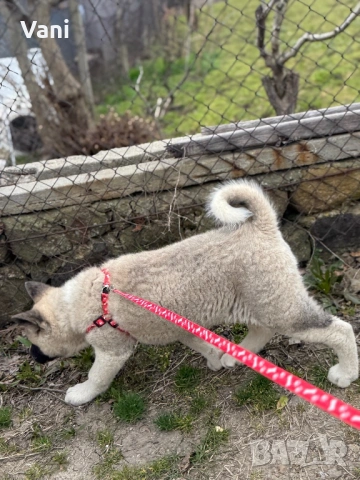 Америкаска акита женски на 3месеца, снимка 2 - Акита - 53165395