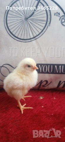 Пиленца Брама, Орпингтон, Легхорн,Шабо, снимка 6 - Кокошки и пуйки - 52882666