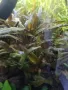 Растения и мъх за аквариум , снимка 5
