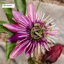 Пасифлора - Passiflora   Налични 5 вида , снимка 1