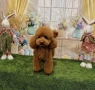 Момченце пудел/ male red poodle, снимка 11