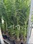 финикова палма 1.50 , снимка 1 - Градински цветя и растения - 45469083