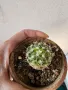 Echinofossulocactus, снимка 2