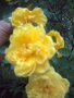 Жълт трендафил-катерлива роза, снимка 3