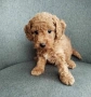 Mini poodle/Мини пудел , снимка 5