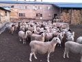 Продавам млади бременни овце , снимка 1