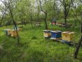 Пчелни семейства с кошерите 