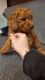пуделчета той/ момче и момиче/toy poodle, снимка 10