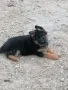 малки немски овчарки , снимка 14