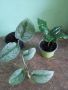 Комплект Растения , снимка 1 - Стайни растения - 45942249