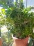Мушкато,дърво на живота,Шефлера  и др.растения готови за декорация и подарък, снимка 1