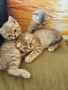 малки котенца, снимка 4