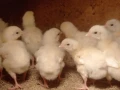 Еднодневни бройлери, снимка 1