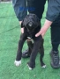 Cane Corso , снимка 2