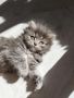 Персийски котета , снимка 8