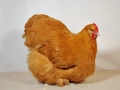 Продавам жълт Орпингтон., снимка 16