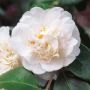 Camellia Nobilissima (Камелия Нобилисима), снимка 1 - Градински цветя и растения - 45957126