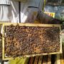 Малки пчелни семейства / ОТВОДКИ, снимка 4