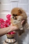 померан, снимка 1