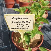 Хортензия Пиникулата Фрайз Мелба, Hydrangea pan.’Fraise melba’, снимка 7 - Градински цветя и растения - 46212244