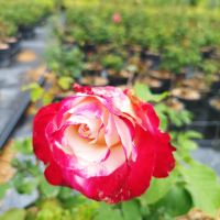 Роза сорт Double Delight,  Дабъл Дилайт, Двойно удоволствие, снимка 5 - Градински цветя и растения - 45830039