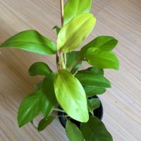 Philodendron Malay Gold , снимка 1 - Стайни растения - 46205994