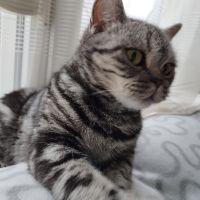 Прекрасни британски котета , снимка 9 - Британска късокосместа - 45712114