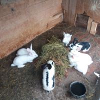 продавам зайци за клане 25лева броя , снимка 7 - Други животни - 45382304