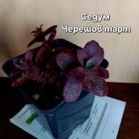 Седуми, снимка 3 - Градински цветя и растения - 45700167