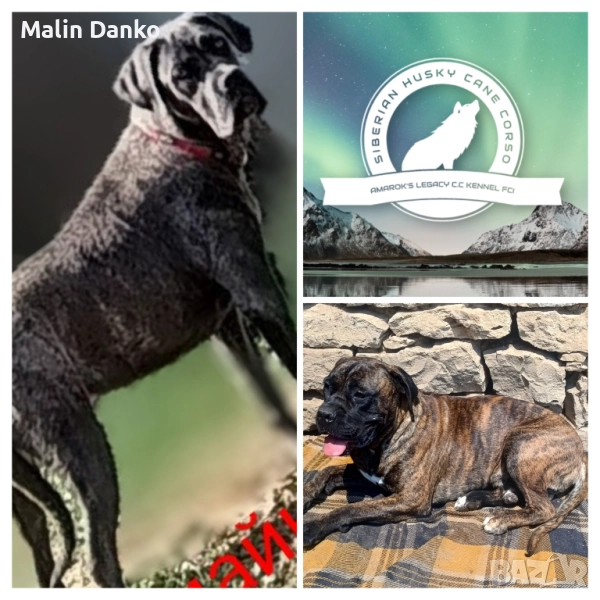 БЕБЕТА КАНЕ КОРСО, снимка 1