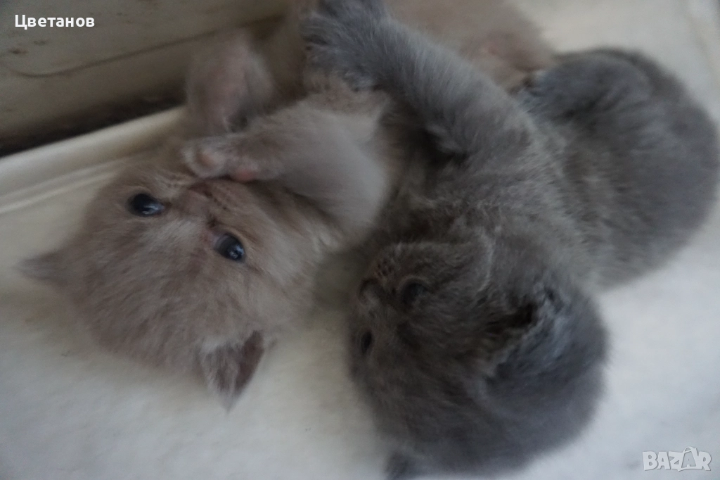 Британска късокосместа, снимка 1