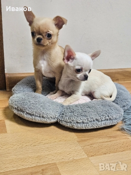 Мини бебе момчета , снимка 1