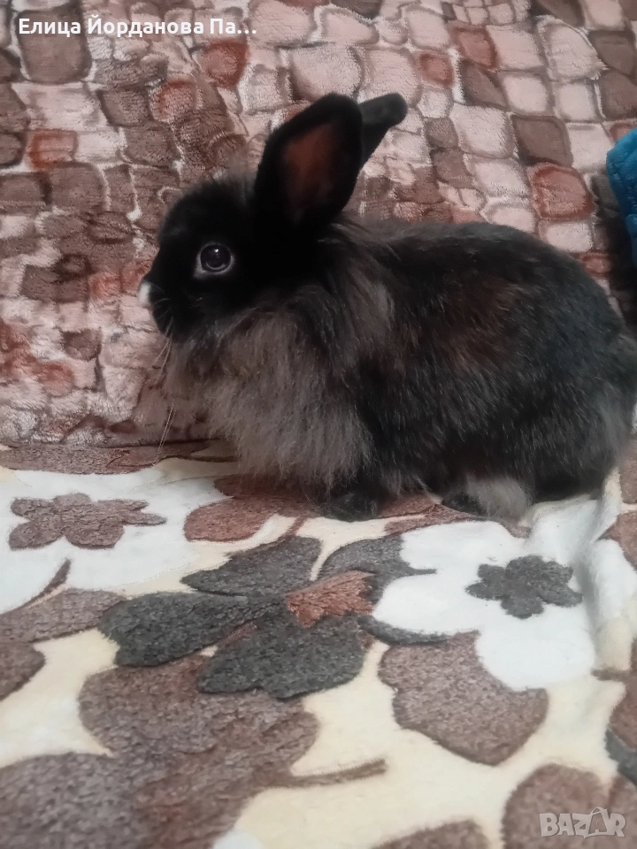 Подарявам женско зайче, снимка 1