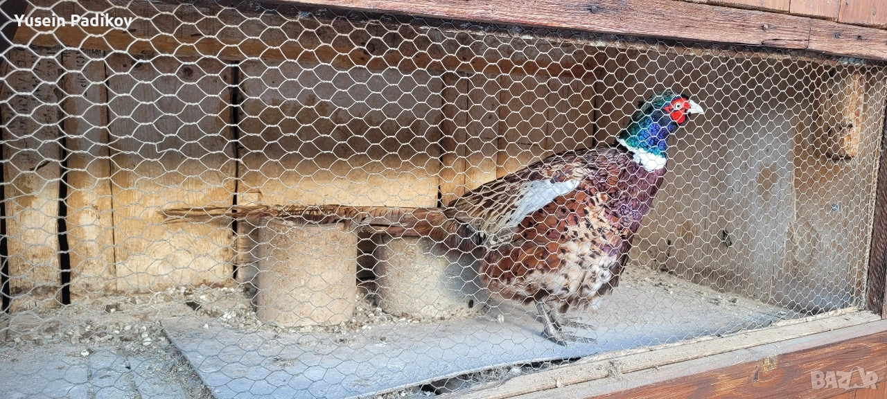 мъжки и женски фазан, снимка 1