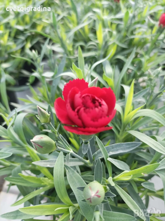 Червен нискостеблен карамфил, снимка 1