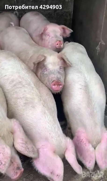 Продавам прасета, снимка 1