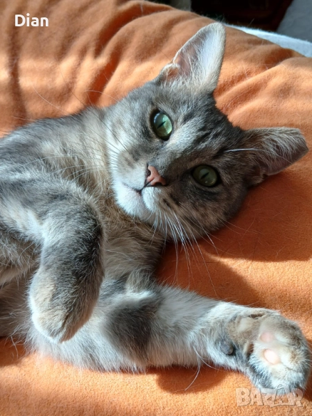 Подарявам котка, Синьо Таби, женска, кастрирана , снимка 1