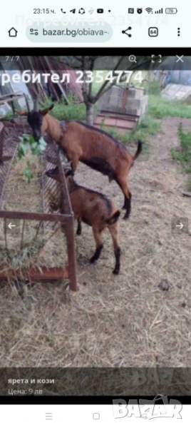 френски алпин, снимка 1