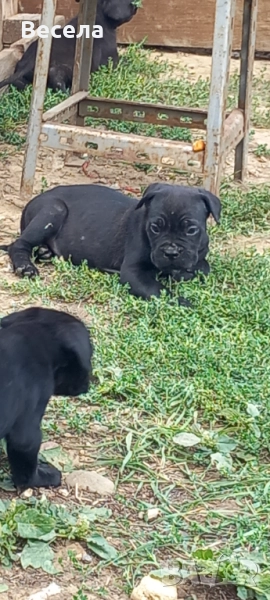 Чистокръвни Кане корсо  на 60дни, снимка 1