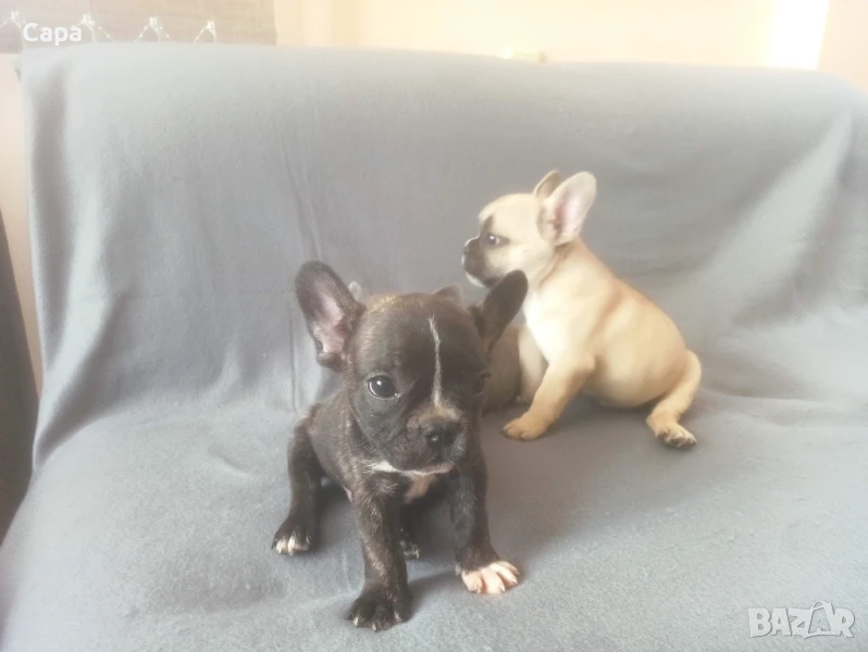 френски булдог , снимка 1