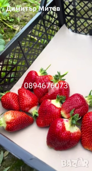 Продавам разсат ягоди , снимка 1