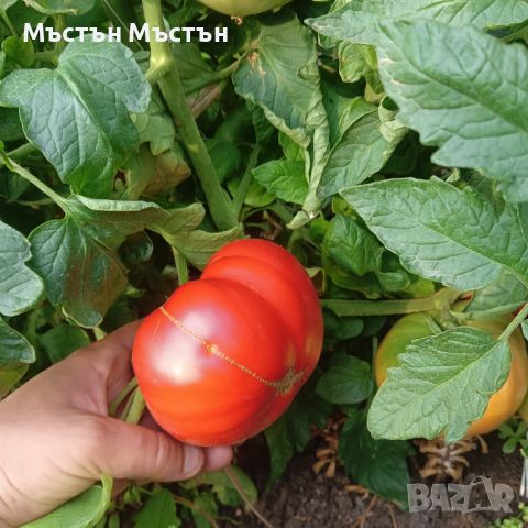 Розов домат 🍅🍅🍅, снимка 4 - Други - 46707963