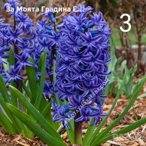 Зюмбюл , снимка 6 - Сортови семена и луковици - 53623512