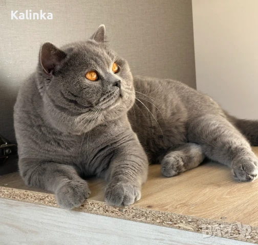 Британско късокосместо таби, снимка 17 - Британска късокосместа - 50895217