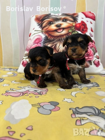 йоркита , снимка 3 - Йоркширски териер - 53722938