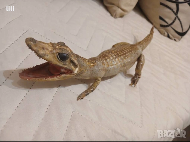 препарирано крокодилче 40 см , снимка 3 - Декорация за дома - 53127013