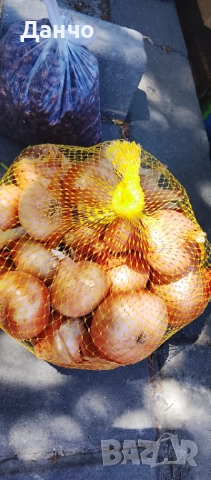 Продавам разсад-ягоди малини лозе алое Вера маруля стари сортовете семена картофи и де, снимка 7 - Разсади - 52309815