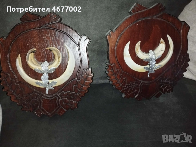 Глиги от диво прасе, снимка 5 - Антикварни и старинни предмети - 52828264