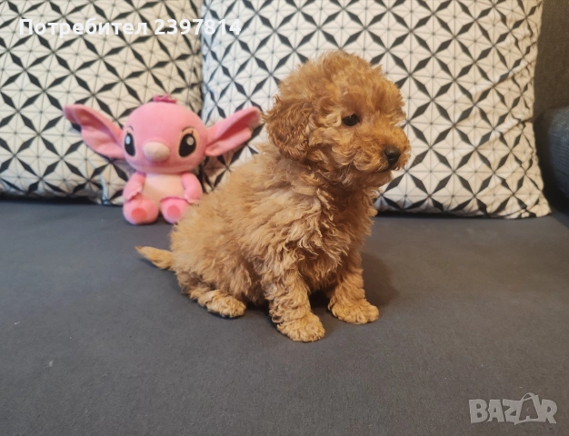 Малтипу , снимка 10 - Пудели - 53143511